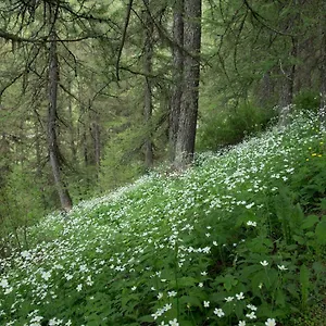 L'épilobe Saint-Leger-les-Melezes